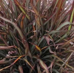 Phormium tenax 'Jack Spratt'