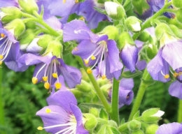 Polemonium boreale 'Heavenly Habit'