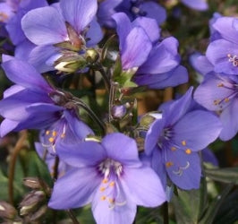 Polemonium 'Bressingham Purple'