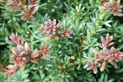 Podocarpus 'Red Tips'