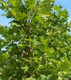 Platanus x a. 'Exclamation!' ™