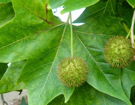 Platanus acerifolia