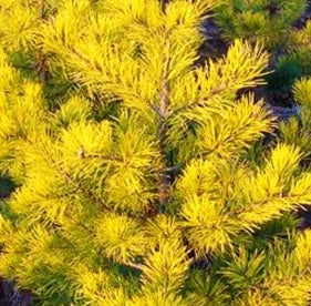 Pinus v. 'Wates Golden' (CG)