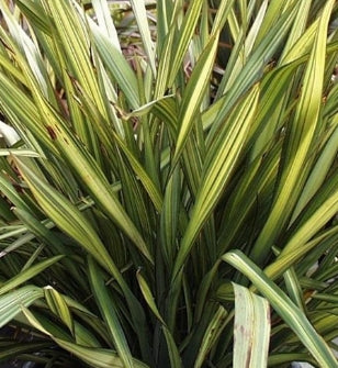 Phormium tenax 'Apricot Queen'