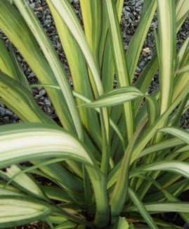 Phormium tenax 'Cream Delight'