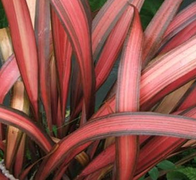 Phormium tenax 'Amazing Red'