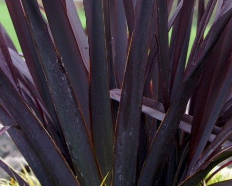 Phormium 'Black Adder'™ PP20451