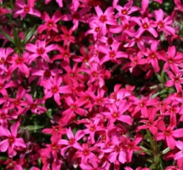 Phlox sub. 'Scarlet Flame' (deep scarlet red)