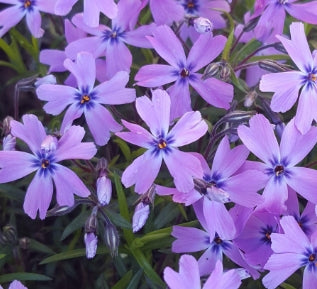 Phlox sub. 'Purple Beauty' (purple)