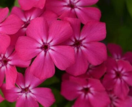 Phlox sub. 'Hot Pink' (hot pink)