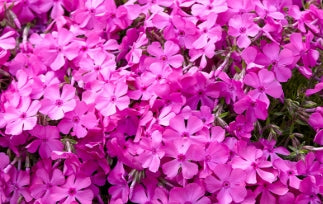 Phlox sub. 'McDaniel's Cushion' (rose-pink)