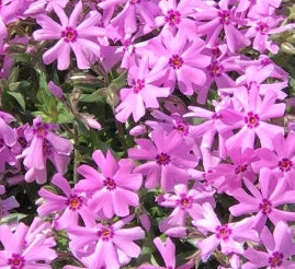 Phlox sub. 'Fort Hill' (deep pink)