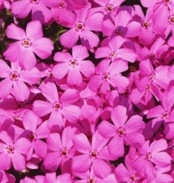 Phlox sub. 'Drummond's Pink' (pink)