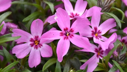 Phlox sub. 'Crimson Beauty' (red)