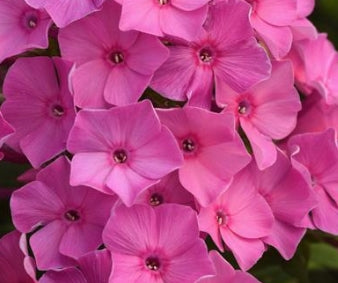 Phlox pan. KA-POW® Pink PP30779
