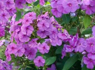 Phlox pan. FLAME™ Purple PP12605