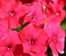 Phlox pan. 'Red Riding Hood' (cherry red)