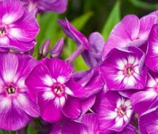 Phlox pan. 'Laura' (purple-white eye)