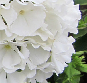 Phlox pan. 'Flame White'