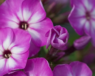Phlox pan. 'Flame Purple Eye' PPAF
