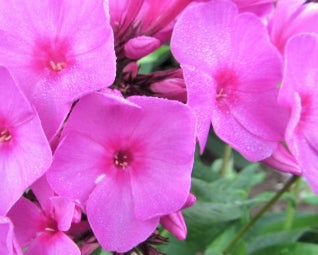 Phlox pan. 'Flame Pink'
