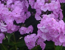 Phlox 'Fashionably Early Princess' PP28680