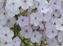 Phlox 'Fashionably Early Lavender Ice' PP29912