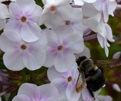 Phlox 'Fashionably Early Crystal' PP28679