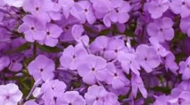 Phlox 'Fashionably Early Flamingo' PP29911
