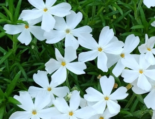 Philadelphus x vir. 'Minnesota Snowflake'
