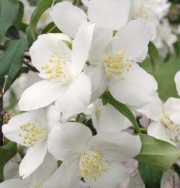 Philadelphus lewisi 'Blizzard'