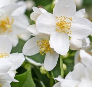 Philadelphus lewisi