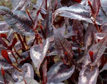 Persicaria microcephala 'Red Dragon'