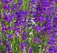 Penstemon strictus 'Rocky Mountain'