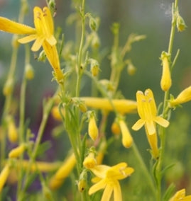 Penstemon pinnifolia 'Mersea Yellow'