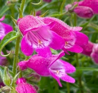 Penstemon mexicali 'Red Rocks'®