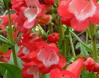 Penstemon mexicali 'Carillo Red'