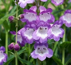 Penstemon mexicali 'Carillo Purple'