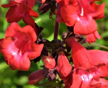 Penstemon hybrida 'Cherry Sparks'