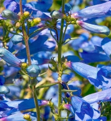Penstemon heterophyllus 'Electric Blue'