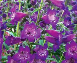 Penstemon CHA CHA® Purple