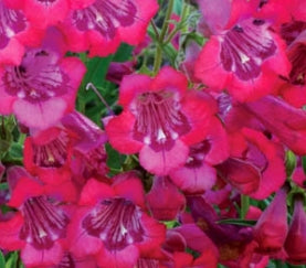 Penstemon CHA CHA® Pink