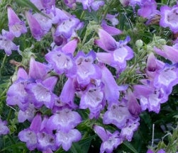Penstemon CHA CHA® Lavender