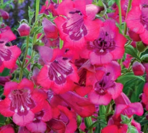 Penstemon CHA CHA® Hot Pink