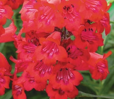 Penstemon CHA CHA® Cherry