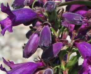 Penstemon 'Midnight'