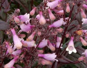 Penstemon 'Dark Towers' PP20013
