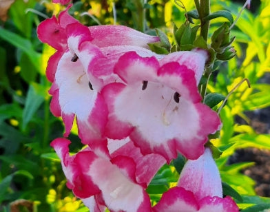 Penstemon 'Bev Jensen'