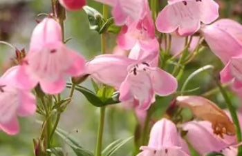 Penstemon 'Apple Blossom'