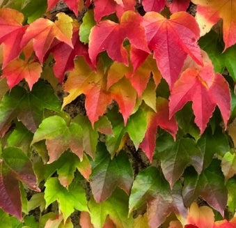 Parthenocissus tri. 'Veitchii'